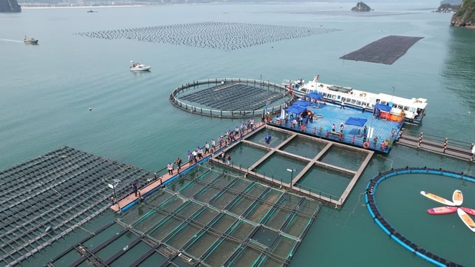 Lồng nổi HDPE nuôi thủy sản